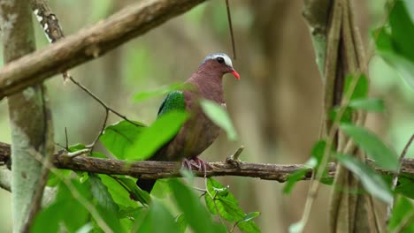 Natural-habitat-of-the-Common-Asian-Emerald-Dove,-Chalcophaps-Indica