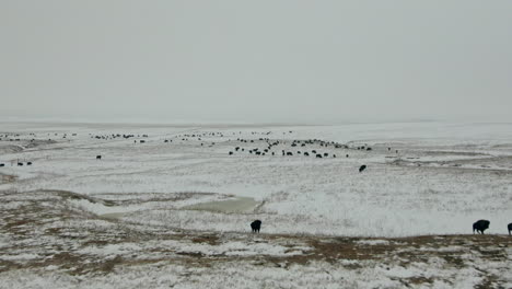 Rising-aerial-over-herd-of-bison-buffalo-on-snowy-prairie-in-winter,-4K