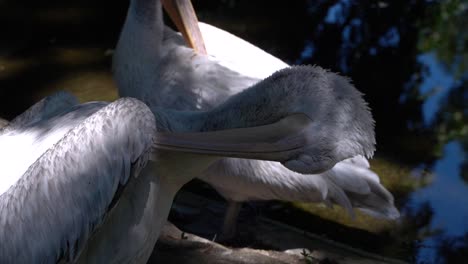 Close-up-slow-motion-view-of-Pelican-cleaning-its-feathers-outdoor