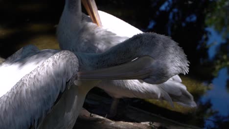 Close-up-view-of-Pelican-cleaning-feathers-in-natural-setting