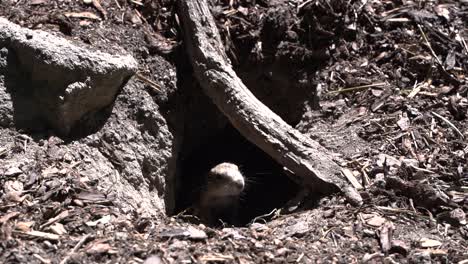 Curious-black-tailed-prairie-dog-exiting-underground-hole-SLOW-MOTION