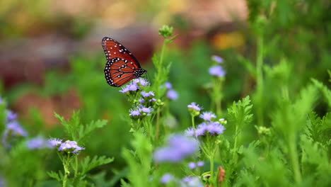 Slow-Motion-Of-A-Queen-Butterfly-Collecting-Nectar-From-Beautiful-Purple-Flowers