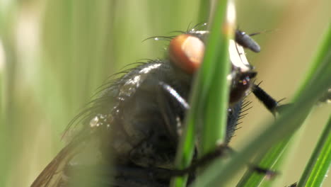 Evil-looking-horse-fly-sitting-on-plant-in-macro-close-up-view