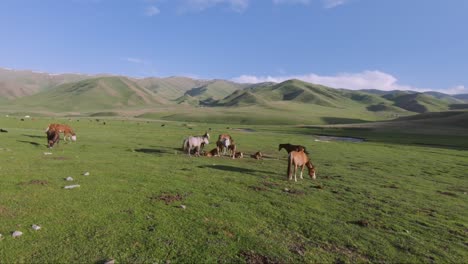 Beautiful-Landscape-with-horses-on-a-pasture