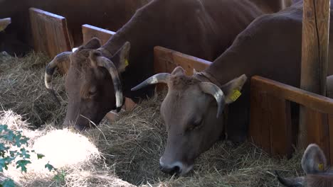 Mehrere-Rinderkühe-Fressen-Getrocknetes-Gras-Nebeneinander-In-Landwirtschaftlicher-Umgebung