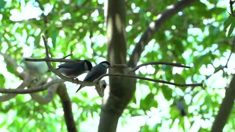 Two-Java-Sparrows-or-Finches-sitting-on-branch-inside-tree---SLOW-MOTION