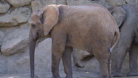 Small-Baby-elephant-walking-around-next-to-mother-inside-zoo-setting