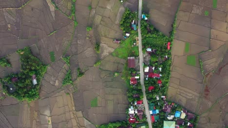 Vertical-De-Vastos-Arrozales-Cultivados-En-Barangay-Catmon-En-San-Bernardo,-Sur-De-Leyte,-Filipinas