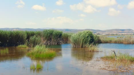 Gimbal-shot-of-Swamps,-reed,-water-and-mountains-walking-sideways-on-sunny-summer-day