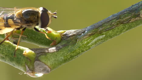 Vespula-germanica-Wasp-walks-on-trunk-of-lemon-tree-in-macro-close-up-view