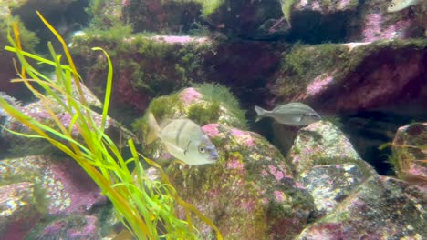 Small-tropical-fish-swimming-around-algae-covers-rocks,-green-seaweed