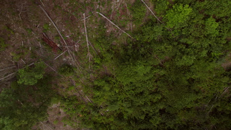 Overhead-view-of-fallen-trees-in-a-forest-with-a-descent