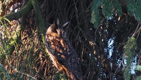 Long-eared-Owl-On-Coniferous-Tree-Looking-On-Its-Surroundings-In-The-Forest