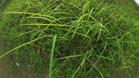4k-fisheye-green-weeds-blowing-in-the-wind