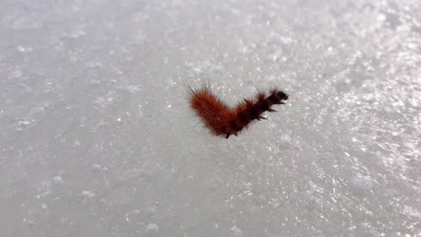 Caterpillar-of-the-ruby-tiger-moth,-Phragmatobia-fuliginosa,-stretching-on-ice-on-a-sunny-day