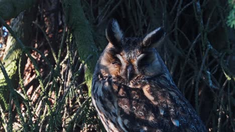 Fluffy-Long-Eared-Owl-Perched-On-Branch-With-Eyes-Closed