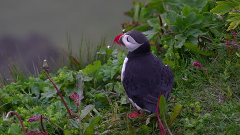 Colorful-Atlantic-Puffin-In-A-Breeding-Colony-On-Grassy-Hills-Near-The-Ocean