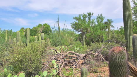 Revealing-Shot-Of-A-Man-Looking-At-Botanical-Plants-At-The-Garden-Of-Arizona-Sonora-Desert-Museum-In-Tucson,-Arizona