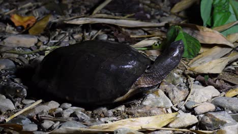 Schwarze-Sumpfschildkröte,-Siebenrockiella-Crassicollis