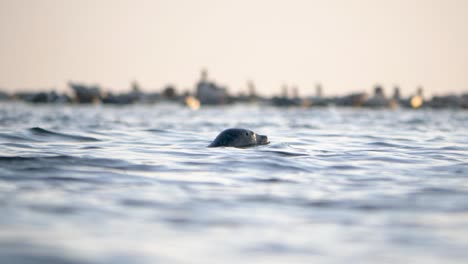Hafenrobbe-Schwimmt-In-Der-Ostsee-Mit-Seinem-Kopf-über-Dem-Plätschernden-Wasser