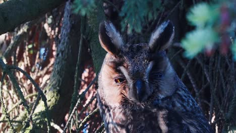 Head-of-Eurasian-Eagle-Owl-Observing-Surroundings-From-Tree-on-Sunny-Day,-Close-Up