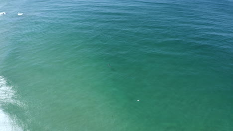 4K-Drohnenaufnahme-Einer-Gruppe-Glücklicher-Delfine,-Die-Gemeinsam-Im-Blauen-Ozean-Nach-Nahrung-Suchen