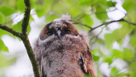 Long-eared-owlet-perched-on-a-tree-branch-in-Veluwe,-Netherlands,-low-angle