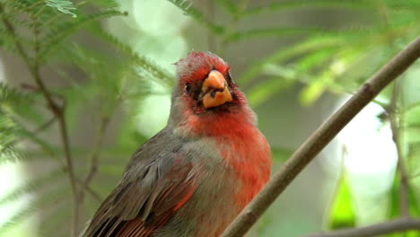 Male-Desert-Cardinal-Bird-Singing-While-Perching-On-A-Tree-Branch-In-The-Forest