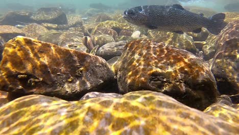 Underwater-view-of-a-single-trout-swimming-against-the-current-to-feed-on-inspects-in-a-clear,-shallow-stream-in-the-San-Juan-Mountains-near-Telluride-CO
