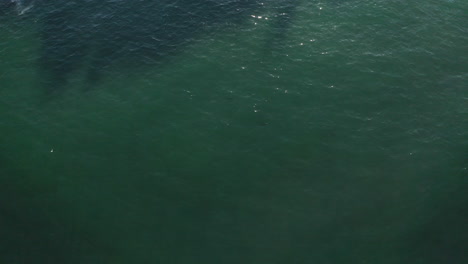 4k-Wide-drone-shot-of-a-lonely-dolphin-in-the-blue-ocean-sea-close-to-the-shore-of-Byron-Bay,-Australia