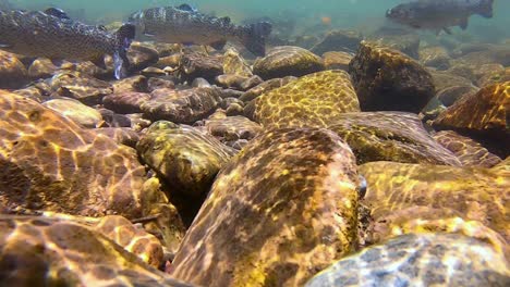 Underwater-view-of-three-trout-swimming-against-the-current-to-feed-on-inspects-in-a-clear,-shallow-stream-in-the-San-Juan-Mountains-near-Telluride-CO
