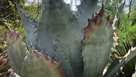 Large-Leaves-Of-An-Agave-Cactus-Plant-With-Sharp-Marginal-Teeth