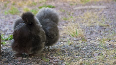 Two-Silkie-Bantams-chickens-looking-for-food