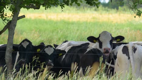 Varias-Vacas-Rodeadas-De-Exuberante-Hierba-Verde-En-Una-Granja-En-Suecia