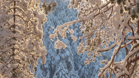 Eiskristalle,-Die-In-Eine-Verschneite-Winterwaldlandschaft-Fallen
