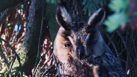 View-Of-Long-Eared-Owl-mother-Perched-On-Branch-looking-around