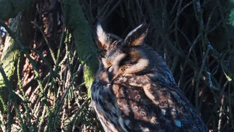 Long-eared-owl-sleeping-on-a-tree-on-a-sunny-day-in-Veluwe,-Netherlands,-close-up