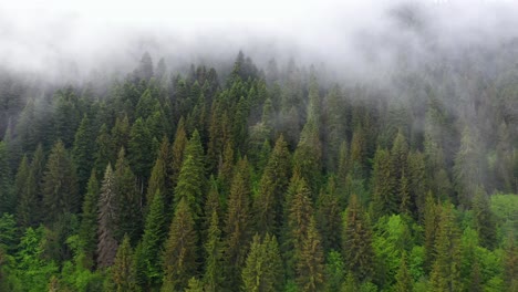 Aerial-reveal-of-misty-forest,-fog-over-conifer-trees,-4K-landscape