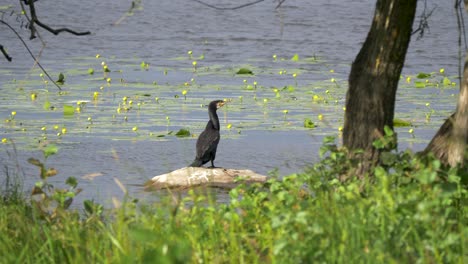 Large-cormorant-surrounded-by-water-and-green-grass