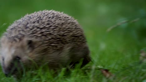 Brave-hedgehog-moving-straight-towards-the-camera-in-4k