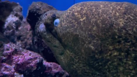 Close-up-of-large-head-of-moray-eel-underwater-in-aquarium,-mouth-breathing