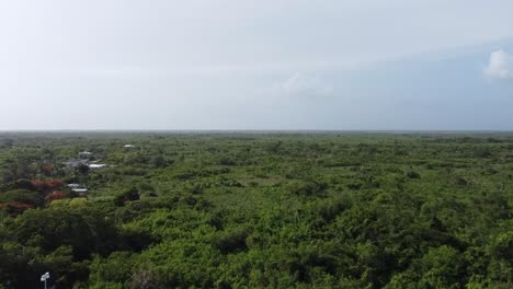Vista-De-Drones-Del-Bosque-Y-Los-árboles-Y-El-Cielo-Azul-En-Un-Día-Soleado-De-Verano