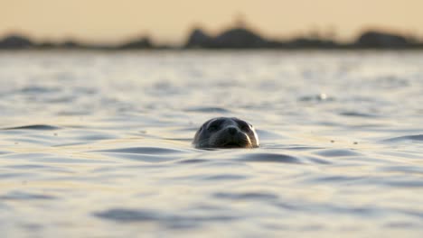 Grey-seal-swimming-during-sunset,-Slowmotion-4k