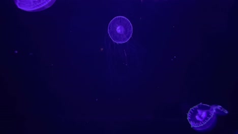 Medusas-De-Luna-Transparente-Iluminadas-Con-Luz-Violeta-Nadando-En-El-Agua