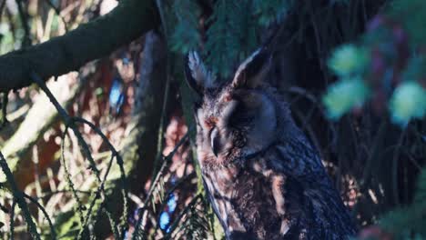 Eurasian-Eagle-Owl-on-Tree-at-Sunny-Evening,-Bird-in-Natural-Habitat,-Close-Up