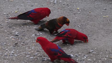 Lory-Rojo-Parlanchín,-Eos-Bornea,-También-Conocido-Como-Lory-Moluqueño-Con-Una-Hermosa-Apariencia-De-Plumaje-Colorido-Que-Busca-Activamente-Alimento-En-El-Suelo-En-Un-Santuario-De-Aves-Tailandia-Asia