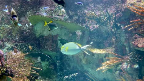 Underwater-world-with-tropical-reef-fish-swimming-around,-aquarium