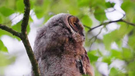 Closeup-of-fluffy,-peaceful-owl,-perched-on-branch,-falling-asleep,-rotating-head-toward-camera