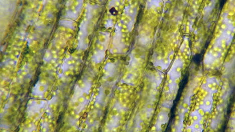 Time-lapsed-footage-of-plant-cells