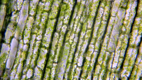 Grüne-Chloroplasten-Bewegen-Sich-In-Pflanzenzellen